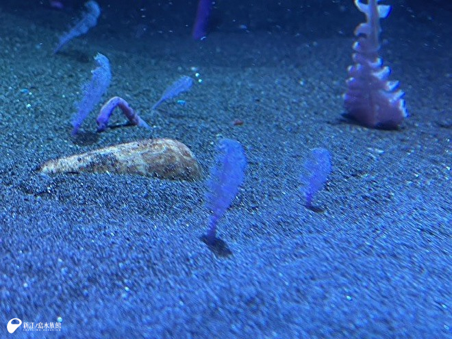 ポリプを広げているようす