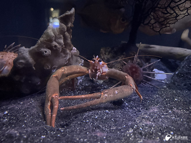 はさみ脚が毛におおわれた立派なオオコシオリエビ