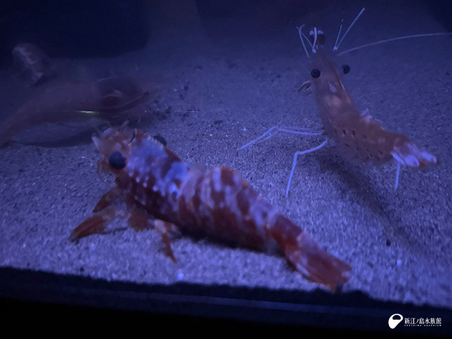 ミカワエビ（手前）とボタンエビ（奥）、ミカワエビは丸っこい。