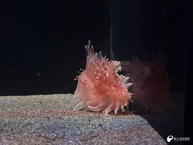 背側の突起を立てるヒメカンテンナマコ