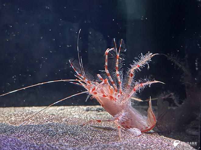 腕を広げて流れを受けるアカマダラサンゴエビ