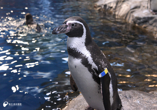 フンボルトペンギン「サニー」