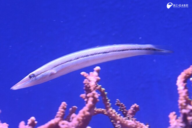 水槽内を悠々と泳ぐカマスベラ