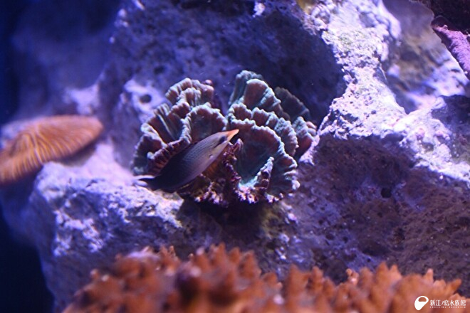 サンゴの周りを泳ぎまわるクギベラ