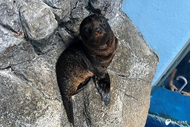 生まれたばかりの頃の「ライム」