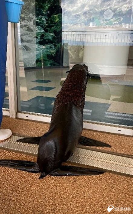 窓ガラスに興味津々の「アトム」