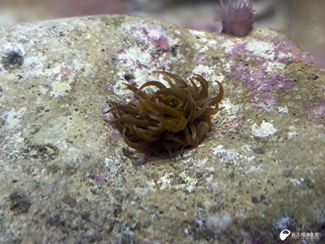 ミナミウメボシイソギンチャク