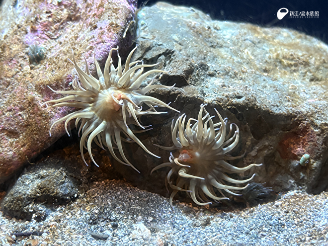 分裂したミナミウメボシイソギンチャク