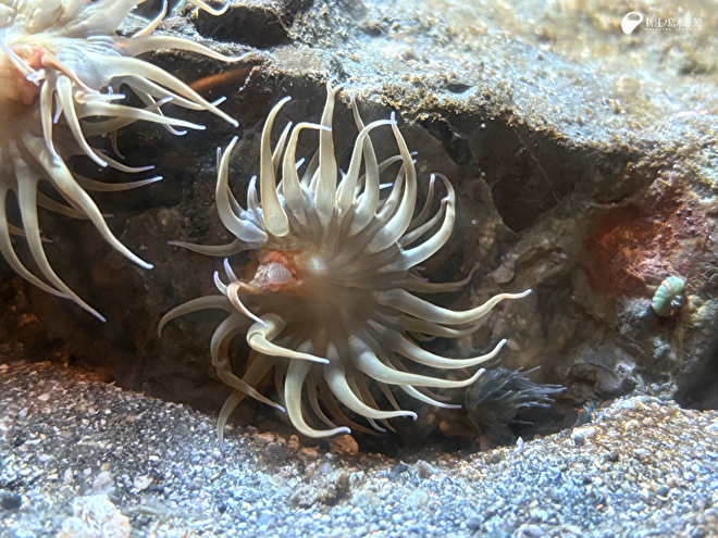 未完成のミナミウメボシイソギンチャク