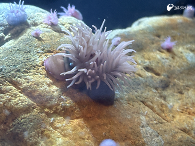 ウメボシイソギンチャク