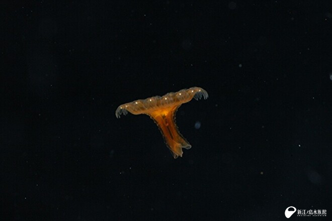 アマクサクラゲのエフィラ