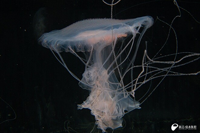 おとなのアマクサクラゲ