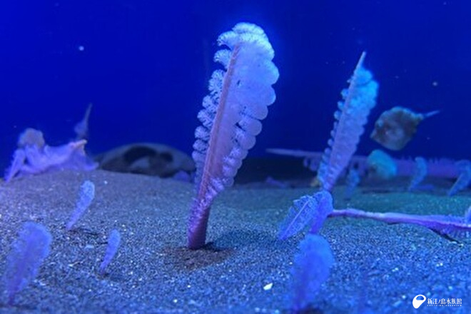 ヤナギウミエラ属の一種