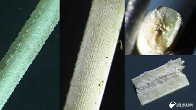 骨軸の表面と断面