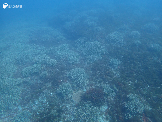 藤井先生と一緒に潜った勝山の海