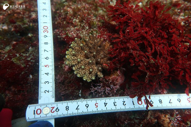 城ヶ島のエンタクミドリイシ