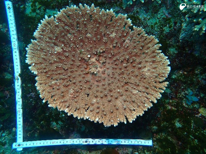 勝山のエンタクミドリイシ