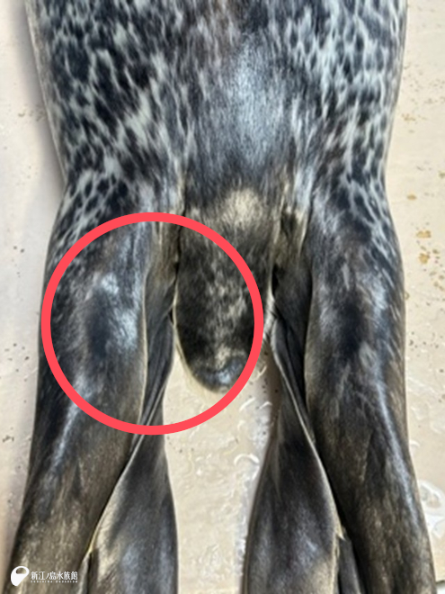 普段採血をおこなっている後肢の付け根