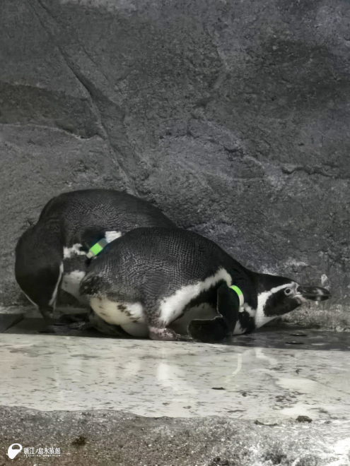 「ウタ」の卵を抱く「キク」