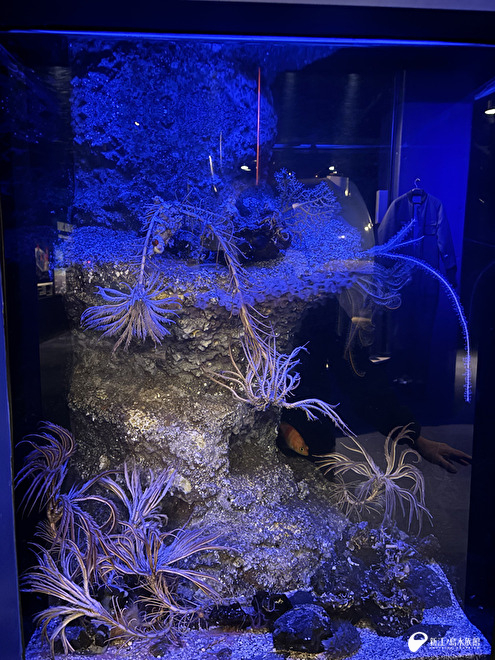 深海Ⅱ　トリノアシ飼育・展示水槽