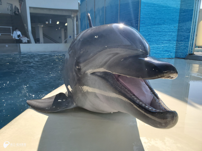 ステージに上がってきたバンドウイルカの「ルイ」