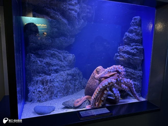 搬入直後のミズダコ