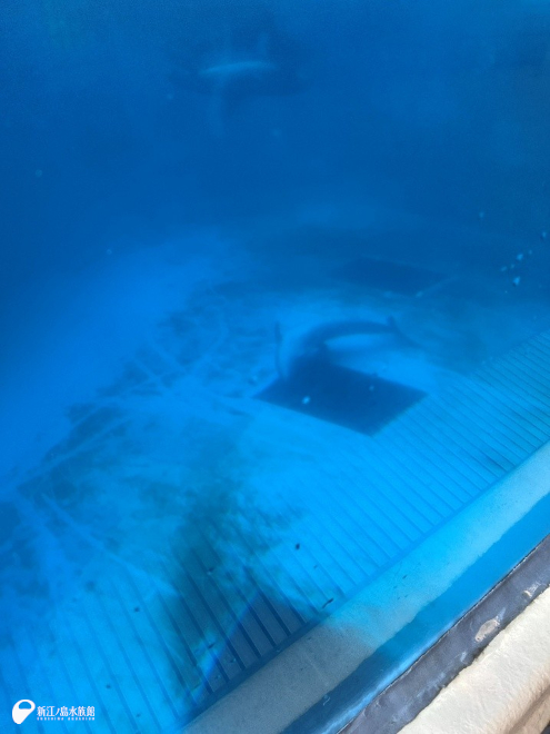 朝の見回り時のバンドウイルカ「ミレニー」の寝姿