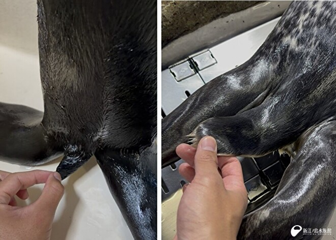 左：ミナミアメリカオットセイ「アポロ」／右：ゴマフアザラシ「ワカ」　