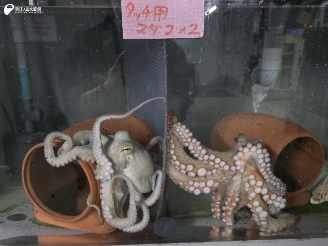 隙あらば一緒になる気まんまん。