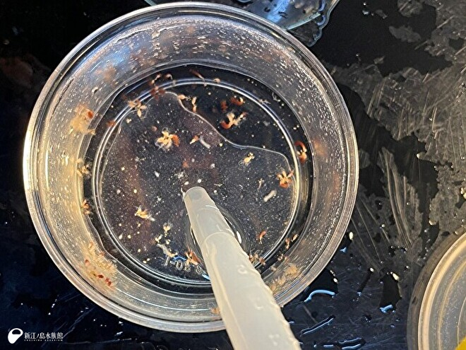 換水のようす　白い部分がポリプ、赤い部分がエフィラ。（キャノンボールジェリーの仲間）