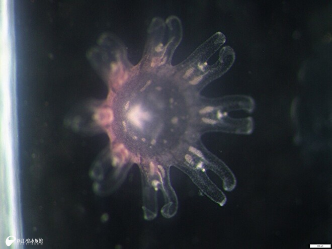 クリサオラ・プロカミアのエフィラ