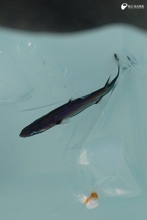 ヒレタカフジクジラ