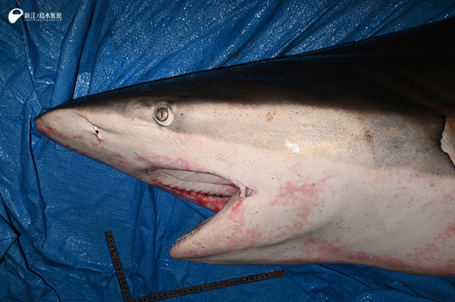 クロヘリメジロザメ