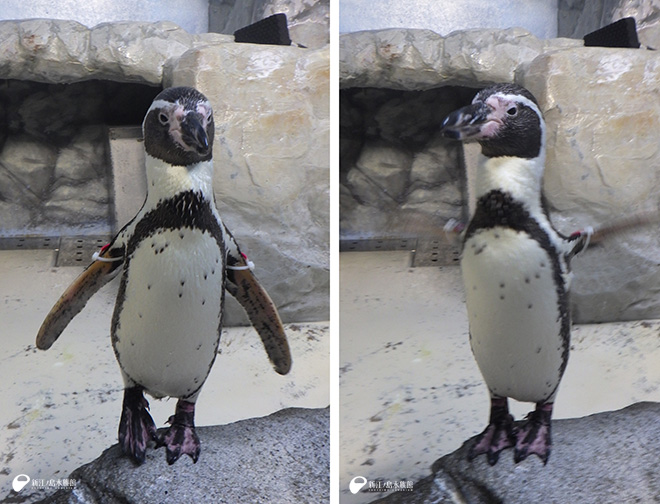 フンボルトペンギンの「ルビー」