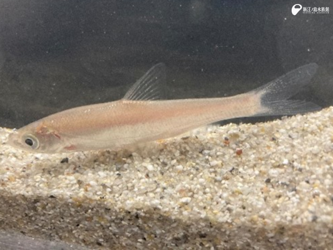 見つけやすさレベル ☆☆　ワタカ