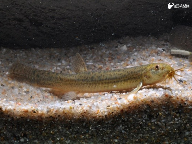 見つけやすさレベル ☆☆☆　ドジョウ