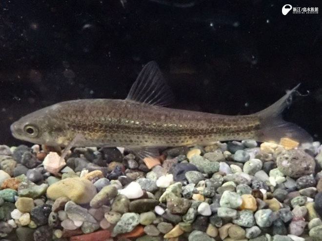 見つけやすさレベル ☆☆☆☆☆　タモロコ