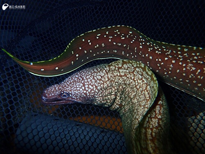 ワタユキウツボ