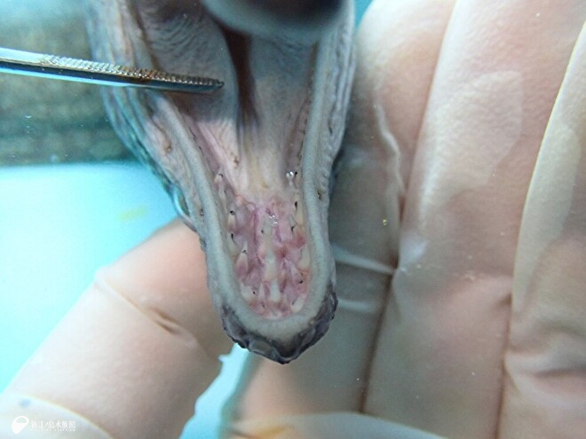 口の中もチェック