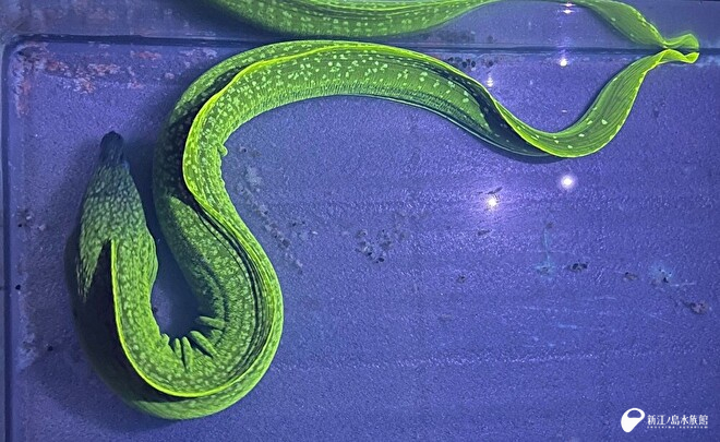 見事な蛍光グリーン