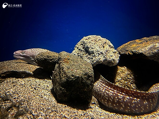 展示中のワタユキウツボ