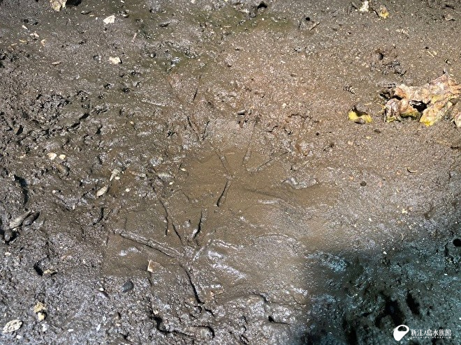 アオサギの足跡