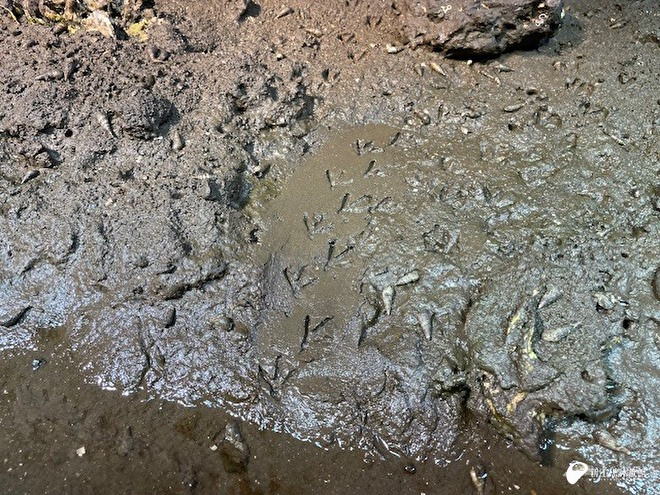 チドリ目の足跡