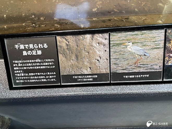 鳥の足跡の解説