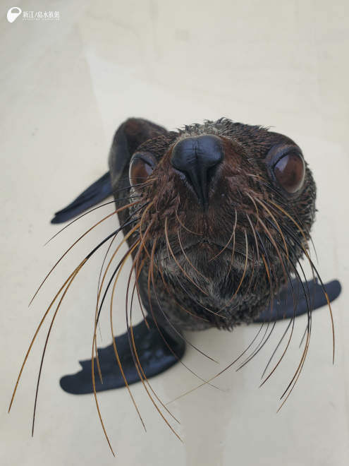 ミナミアメリカオットセイの「アポロ」