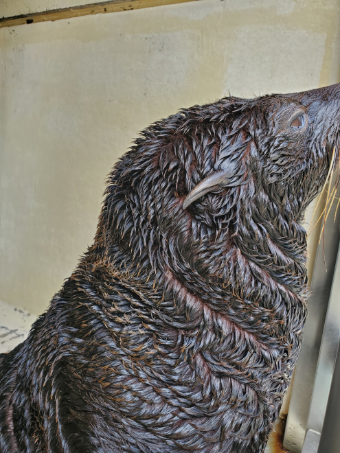 毛並みがカールしている「アポロ」