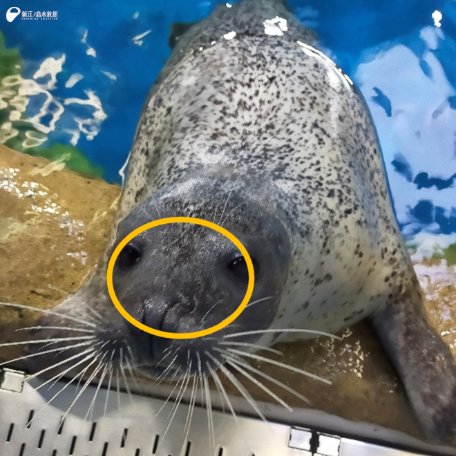 現在 顔まわりの毛も抜け始めました