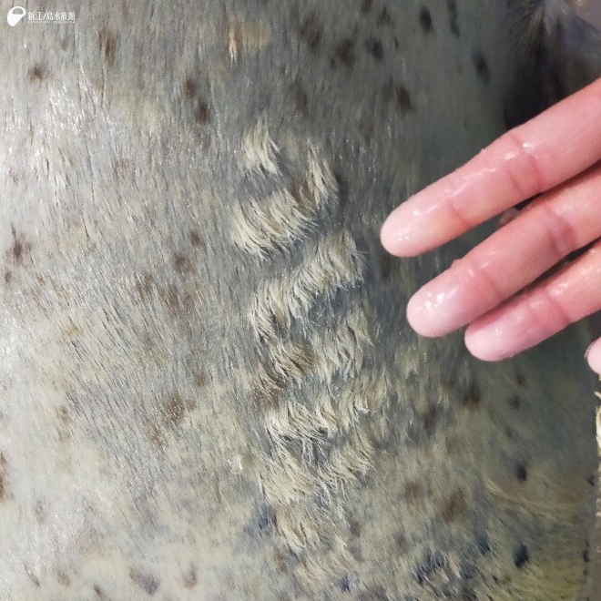 腹部を触ると・・