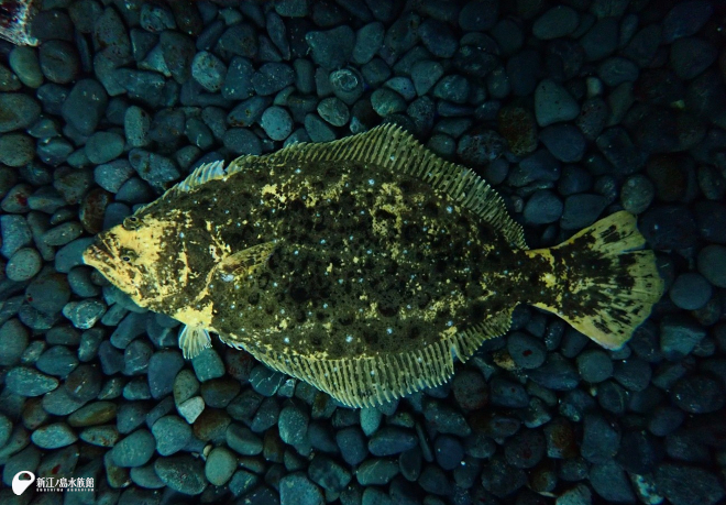 2月 22日のヒラメ