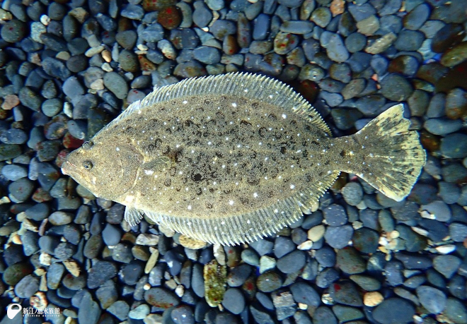 3月 7日のヒラメ